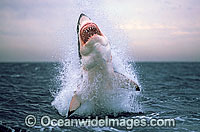 Great White Shark Photos