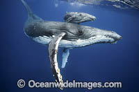 Humpback Whale Photos