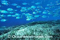 Schooling Jacks or Trevally (Caranx sp.) above Bleached Coral (Acropora sp.). Coral bleaching occurred during 1998 El Nino. Heron Island Great Barrier Reef Queensland Australia