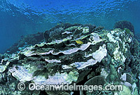 Bleached Coral (Montipora sp.) - Coral bleaching occurred during 1998 El Nino. Heron Island, Great Barrier Reef, Queensland, Australia
