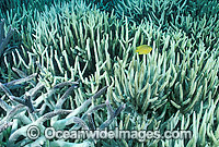 Lemon Damselfish (Pomacentrus sp.) amongst Bleached Coral (Acropora sp.) . Coral bleaching occurred during 1998 El Nino. Heron Island, Great Barrier Reef, Queensland, Australia