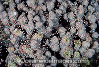 Coral spawning showing egg bundles set in polyps. Photo taken in Coral Bay, Ningaloo Reef, Western Australia