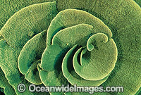 Vase Coral (Turbinaria mesenterina) - Detail. Also known as Scroll Coral and Cabbage Coral. Indo-Pacific