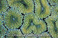 Mussid Coral (Lobophyllia sp.) - showing polyp detail. Found throughout the Indo-West Pacific, including the Great Barrier reef, Australia