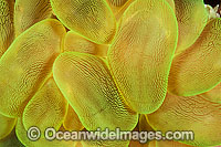 Bubble Coral (Plerogyra sinuosa). Found throughout Indo-Pacific, including the Great Barrier Reef, Australia.