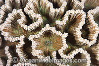 Coral (uncertain species) - showing close detail. Found throughout the Indo Pacific. Photo taken off Anilao, Philippines. Within the Coral Triangle.