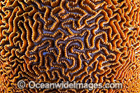 Brain Coral (Platygyra sp.), showing close detail of the coral. Found throughout the Indo-West Pacific, including the Great Barrier Reef, Australia. Photo taken at Christmas Island, Australia.