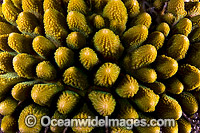 Hard Coral (Acropora sp.), showing close detail of the coral. Found throughout the Indo-West Pacific, including the Great Barrier Reef, Australia. Photo taken at Christmas Island, Australia.