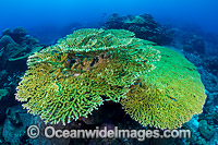 Underwater tropical seascape showing Acropora Corals at Christmas Island, Indian Ocean, Australia.