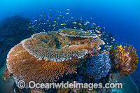 Underwater tropical seascape showing a mix of Acropora Corals and Crinoid Feather Stars at Christmas Island, Indian Ocean, Australia.
