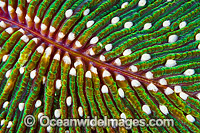 Mushroom Coral (Fungia sp.). Found throughout the Indo-West Pacific, including the Great Barrier reef, Australia.