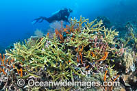 Scuba Diver exploring underwater reefscape consisting of a variety of Acropora Corals. Kimbe Bay, Papua New Guinea.
