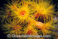 Sunshine Coral (Tubastraea sp.). Great Barrier Reef, Queensland, Australia