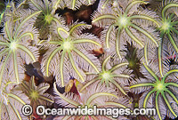 Fern Coral (Clavularia sp.) detail. Great Barrier Reef, Queensland, Australia