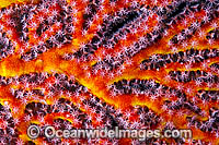 Close detail showing the polyps of a Gorgonian Fan Coral. Found throughout the Indo-Pacific, including the Great Barrier Reef, Australia.