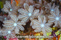 Fern Coral (Clavularia sp.). Found throughout the Indo-Pacific, including the Great Barrier Reef, Australia.