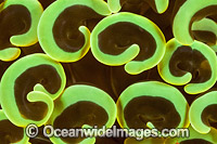 Coral (Euphyllia ancora). Found throughout the Indo Pacific, including the Great Barrier Reef, Australia.