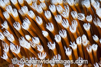 Soft Coral (Sarcophyton sp.) detail. Also known as Mushroom Leather Coral. Found throughout the Indo Pacific, including the Great Barrier Reef, Australia.