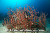 Red Whip Coral (Junceela sp.). Kimbe bay, Papua New Guinea.