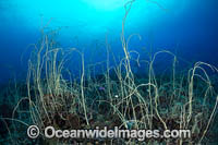Whip Corals (Junceella fragilis). Kimbe Bay, Papua New Guinea.