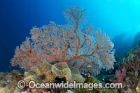 Sea Fan Coral (possibly: Plexauridea sp.). Kimbe bay, Papua new Guinea.