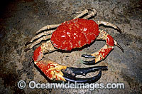 Giant Crab (Pseudocarcinus gigas) - male. Also known as King Crab. A deep water species collected by commercial fishery. King Island, Southern Australia