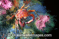 Spider Crab (Schizophrys aspera) - covered in encrusting Sponges. Edithburgh, South Australia
