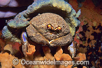 Sponge Crab (Austrodromidia octodentata), with Sponge 