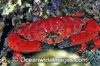 Reef Crab (Etisus splendidus). Great Barrier Reef, Queensland, Australia