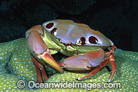 Reef Crab (Carpilius maculatus). Great Barrier Reef, Queensland, Australia