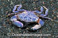 Reef Crab (Uncertain species). Bali, Indonesia