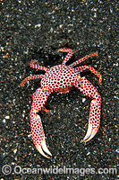 Red-spotted Trapeze Crab (Trapezia rufopunctata). Bali, Indonesia
