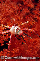 Spider Crab (Naxioides sp.) on Soft Coral. Sulawesi, Indonesia