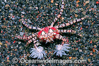 Boxer Crab (Lybia tessellata). Note: stinging Sea Anemones held in claws for use in defence. Bali, Indonesia
