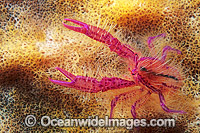 Hairy squat lobster