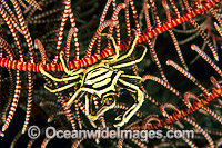 Elbow Crab (Harrovia elegans) on Crinoid Featherstar. Bali, Indonesia