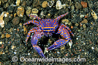 Blue Porcelain Crab (Porcellana sp.). Bali, Indonesia