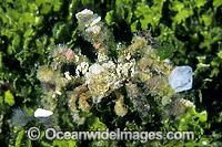 Decorator Crab (Camposcia retusa) - decorated in encrusting Sponge and Tunicate. Great Barrier Reef, Queensland, Australia