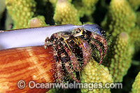 Hermit Crab (Dardanus lagopodes) - living in a cone shell. Bali, Indonesia