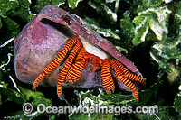 Hermit Crab (Trizopagurus strigatus) - living in cone shell. Bali, Indonesia
