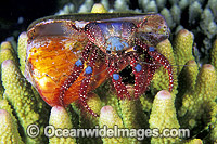 Hermit Crab (Dardanus guttatus) - living in a cone shell. Bali, Indonesia