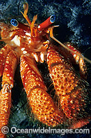 Hermit Crab (Trizopagurus strigimanus). Port Phillip Bay, Victoria, Australia