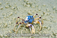 Soldier Crab (Mictyris longicarpus). Stradbroke Island, Queensland, Australia