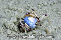 Soldier Crab (Mictyris longicarpus). Sequence 2: Burying itself in esturary sand. Stradbroke Island, Queensland, Australia