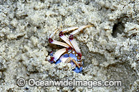 Soldier Crab (Mictyris longicarpus). Sequence 3: Burying itself in estuary sand. Stradbroke Island, Queensland, Australia