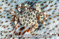 Harlequin Crab (Lissocarcinus orbicularis). Commensal Crab living on a Sea Cucumber. Great Barrier Reef, Queensland, Australia