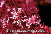 Candy Crab (Hoplophrys oatesii) - decorated in Soft Coral. Also known as Soft Coral or Dendronephthya Crab. Bali, Indonesia