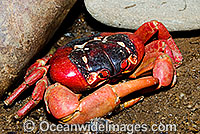Christmas Island Red Crab (Gecarcoidea natalis). A terrestrial crab Endemic to Christmas Island and the Cocos (Keeling) Islands, Australia