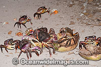 Land Crab (Cardisoma carnifex) and Red Hermit Crab (Coenobita perlata) - feeding on an opened coconut. Cocos (Keeling) Islands, Indian Ocean, Australia