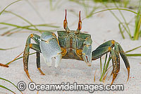 Horn-eyed Ghost Crab (Ocypode ceratophthalma). Also known as Stalk-eyed Ghost Crab. Cocos (Keeling) Islands, Indian Ocean, Australia